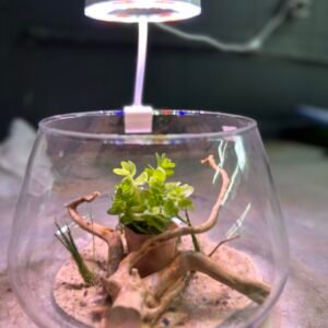 FANUS TASARIM MODELLERİ