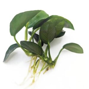 Anubias 5-6 Dal Canlı Bitki