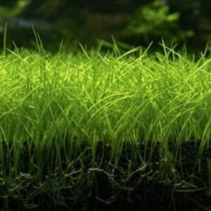 Eleocharis Parvula In Vitro Canlı Bitki