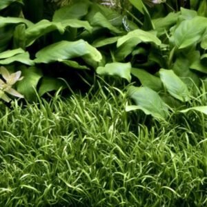 Lilaeopsis Brasiliensis In Vitro Canlı Bitki