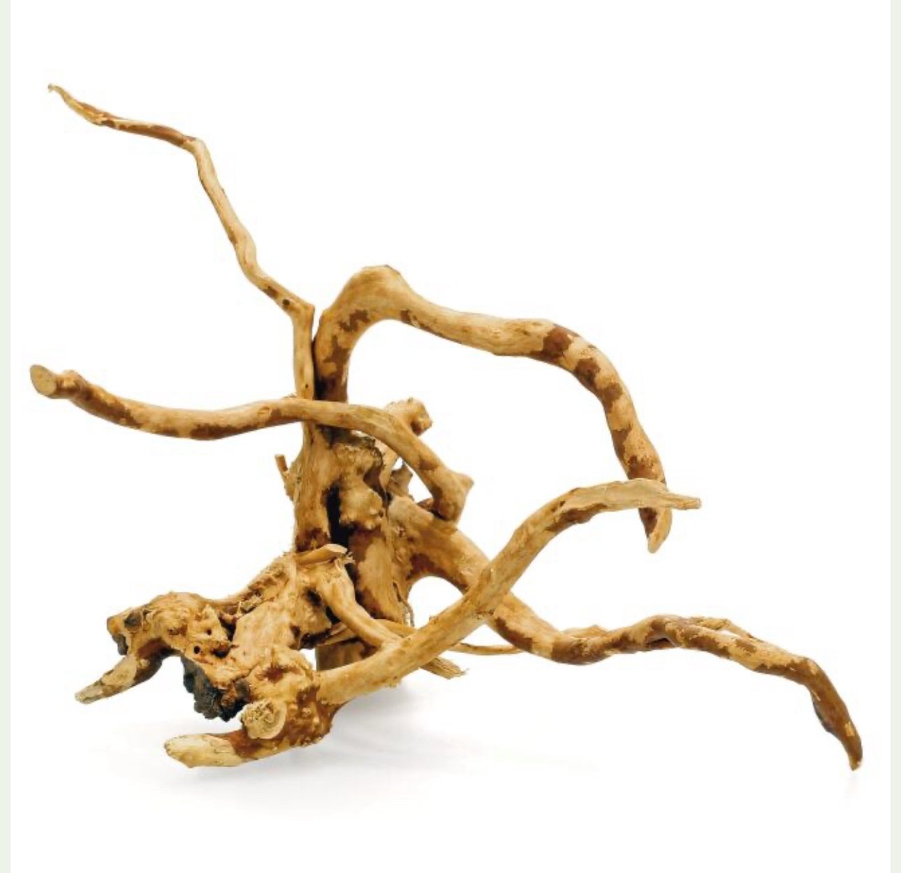 Red Moor Wood Yatı Kökü - Görsel 3