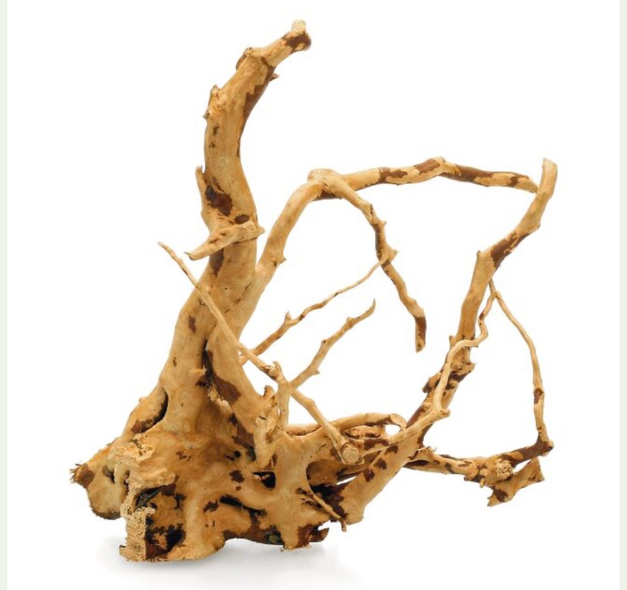 Red Moor Wood Yatı Kökü - Görsel 2