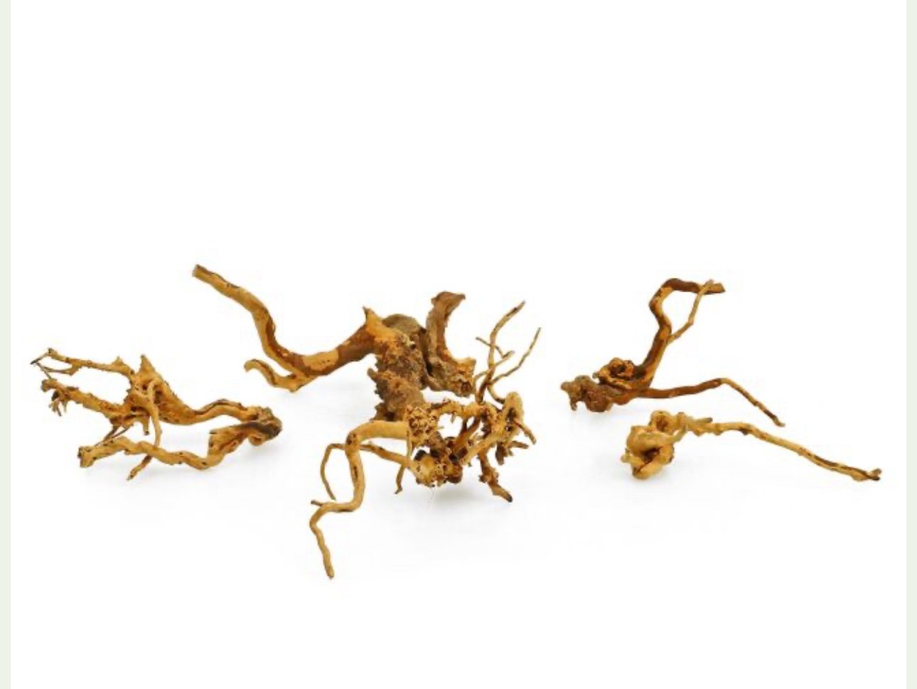 Red Moor Wood Yatı Kökü