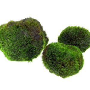 Aegagropila linnaei Moss Ball