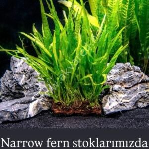 Narrow Fern Canlı Bitki