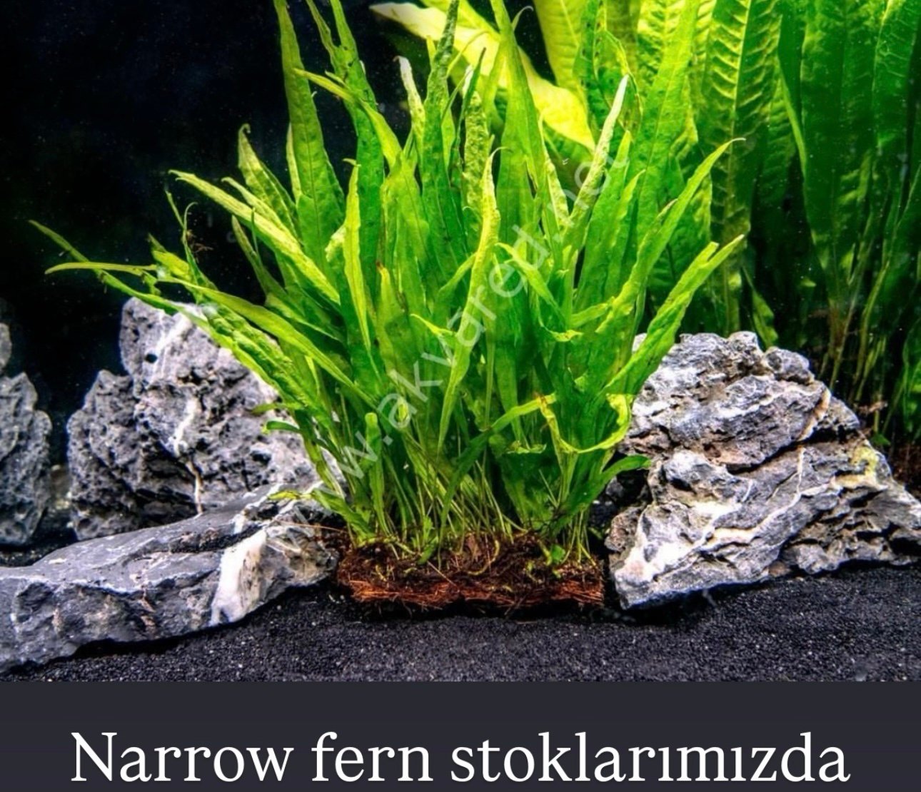 Narrow Fern Canlı Bitki