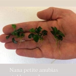 Nana Petire Anubias Canlı Bitki