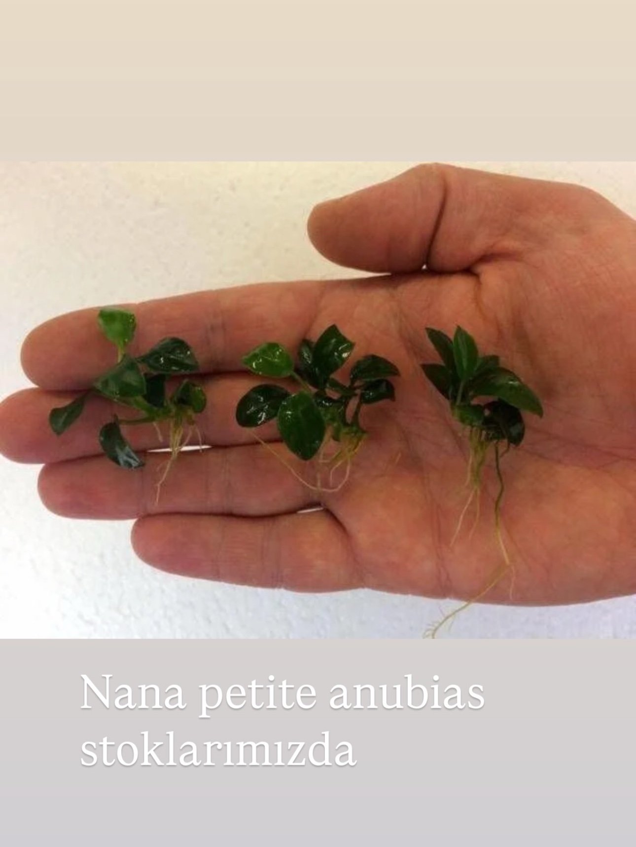 Nana Petire Anubias Canlı Bitki