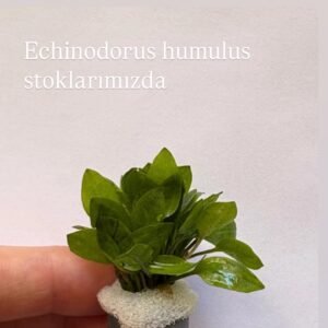 Echinodurus Humulus Canlı Bitki