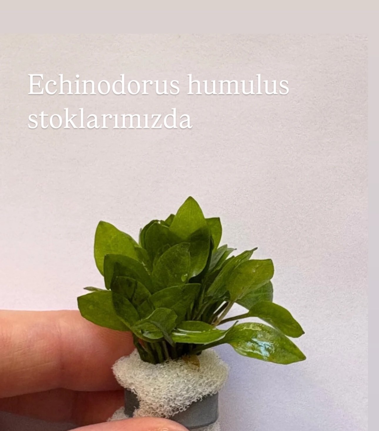 Echinodurus Humulus Canlı Bitki