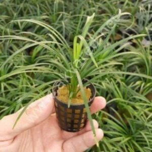 Ophiopogon jagura variegatus Canlı bitki