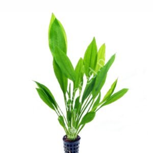 Amazonia Canlı Bitki