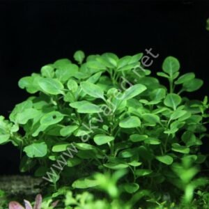 Lobelia Cardinalis Canlı Bitki