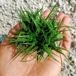Eriocaulon vietnam Canlı bitki