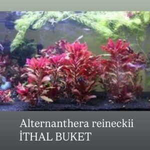 Alternanthera Reinechi Canlı Bitki