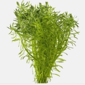 Myriophyllum aquatica Canlı Bitki