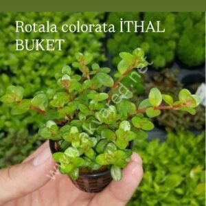 Rotala Colorata Canlı Bitki