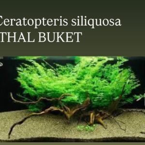 Cretopteris siliquosa Canlı Bitki