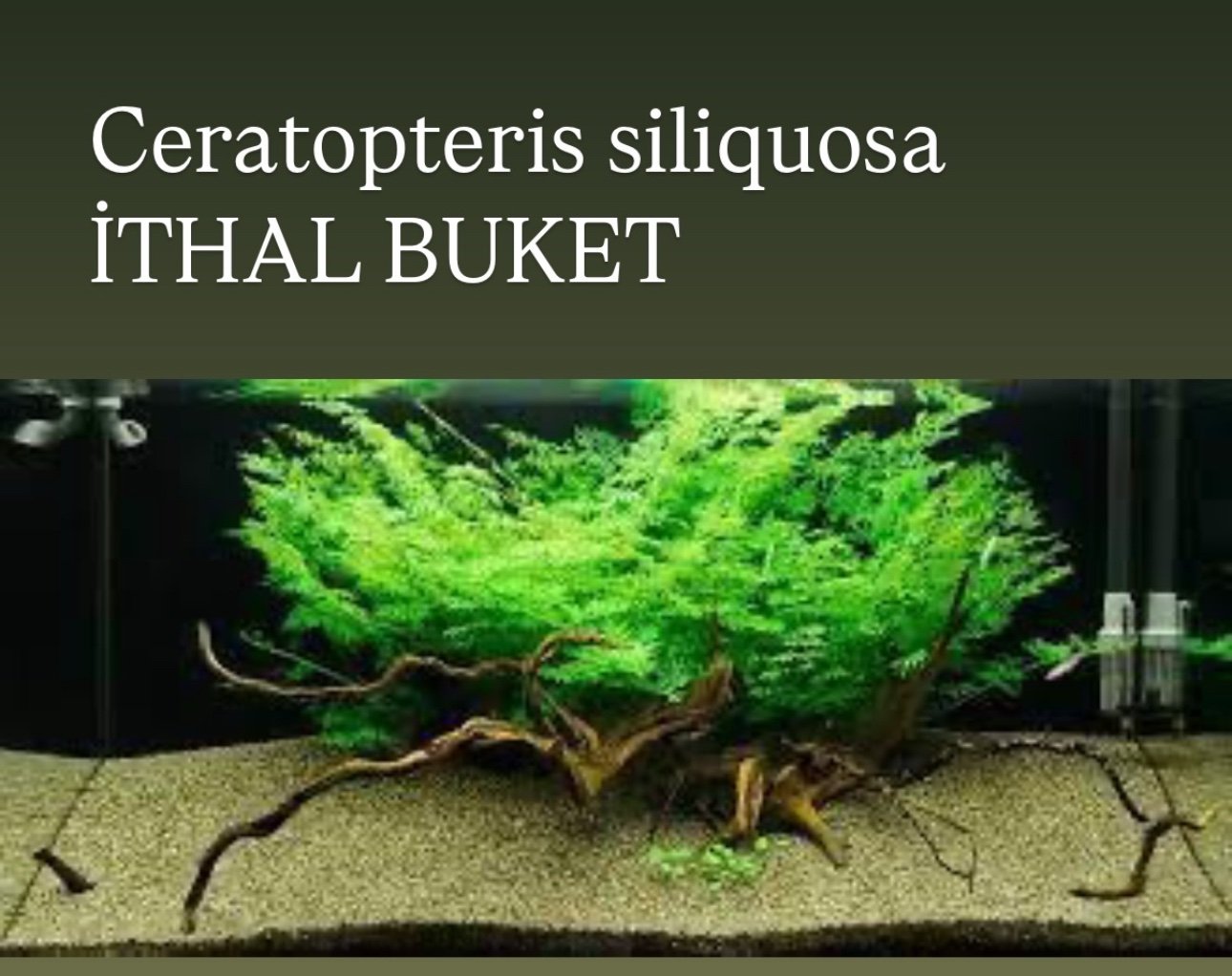 Cretopteris siliquosa Canlı Bitki