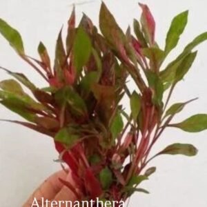 Alternanthera betckkiana red Canlı Bitki