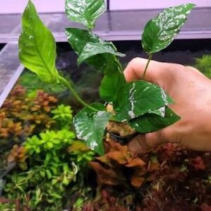 Anubias Barteri Striped 5-6 Dal