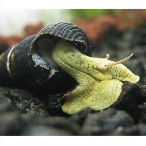 Poso Yellow Rabbit Snail Salyangoz 2 Adet