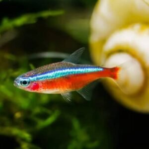 Neon Tetra