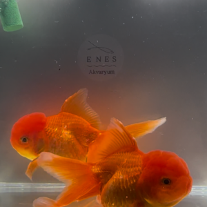 Red İthal Oranda 9-10 Cm