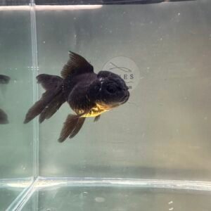 Black İthal Oranda 7-8 Cm