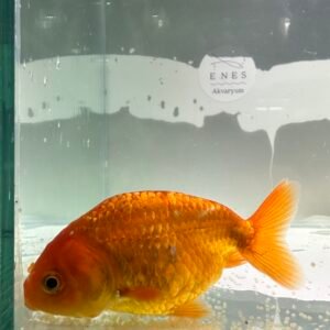 Red Ranchu 8 cm