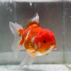 Red White Oranda 15-18 Cm