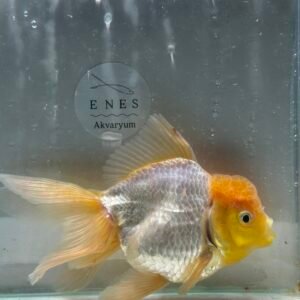 Limon Kafa Oranda 12-15 cm