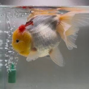 White TSN Oranda 15-18 cm