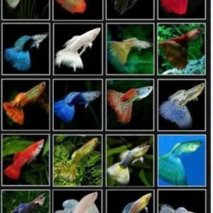 Özel Tür Lepistesler